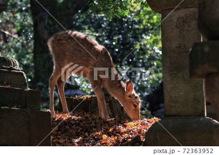 野生動物 野獣 野生の生き物 72363952