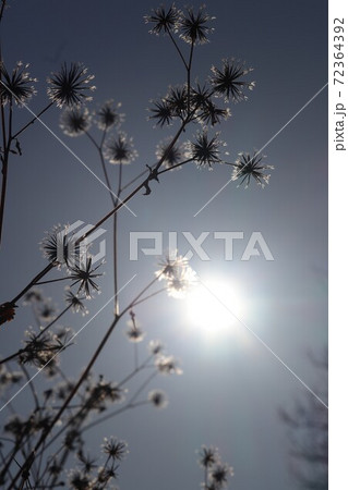 太陽を背景に輝くアメリカセンダグサ 太陽を背景に輝くアメリカセンダグサ 72364392
