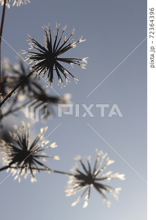 太陽を背景に輝くアメリカセンダグサ 72364396