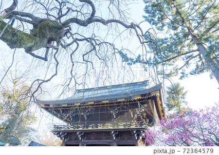 北野天満宮、初春の楼門と紅梅 72364579