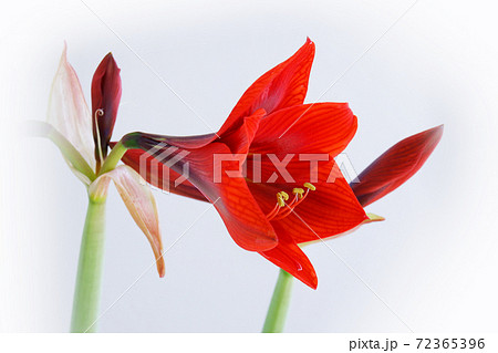 赤いアマリリス 白バック 赤い花の写真素材