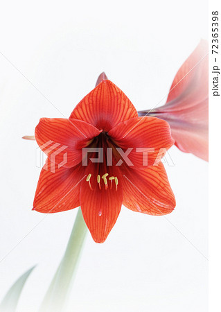 赤いアマリリス 白バック 赤い花の写真素材