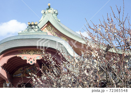 北野天満宮、宝物殿と晴天に見頃の白梅 72365548