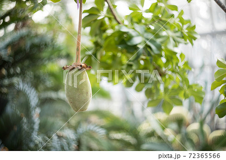京都府立植物園、観覧温室砂漠サバンナ室に生るバオバブの実 72365566