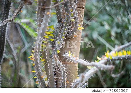 京都府立植物園、観覧温室砂漠サバンナ室のアリュウボク 72365567