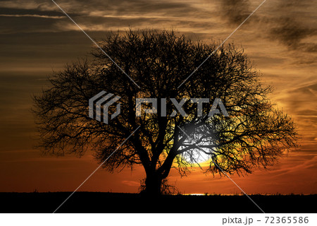 Silhouette of a Bare Tree on a Beautiful Sunset 72365586