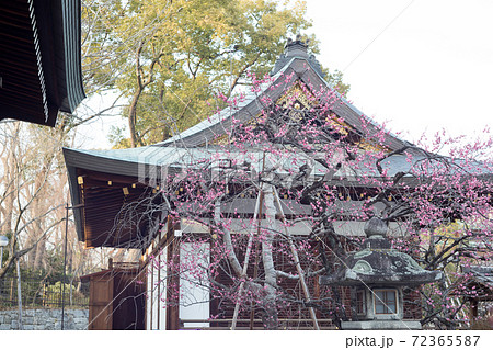 北野天満宮、道真公の屋敷「紅梅殿」と満開の紅梅 72365587