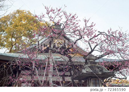 北野天満宮、道真公の屋敷「紅梅殿」の満開の紅梅 北野天満宮、道真公の屋敷「紅梅殿」の満開の紅梅 72365590