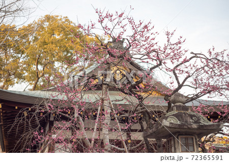 北野天満宮、道真公の屋敷「紅梅殿」の満開の紅梅 北野天満宮、道真公の屋敷「紅梅殿」の満開の紅梅 72365591