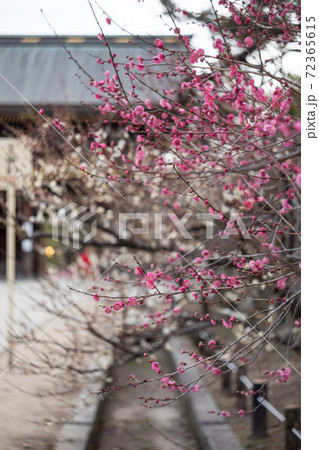 北野天満宮、楼門に続く参道に満開の紅白梅の枝 72365615