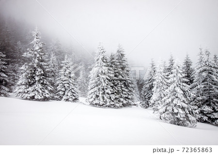 snow covered fir trees magical Christmas background snow covered fir trees magical Christmas background 72365863