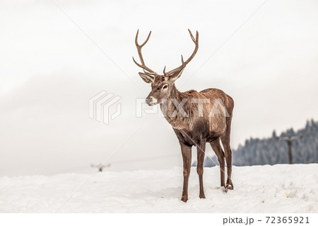 noble deer male in winter snow noble deer male in winter snow 72365921