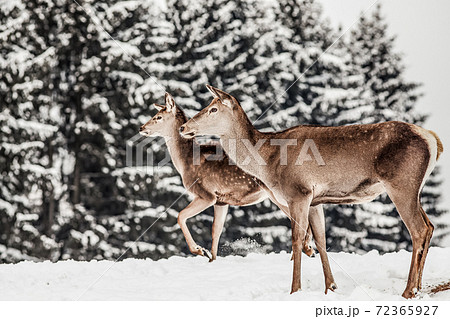 roe deer in winter snow 72365927