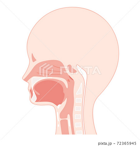 頭部 矢状断 口腔のイラストのイラスト素材