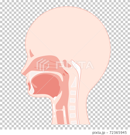 頭部_矢状断_口腔のイラスト 72365945