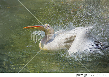 ペリカン　モモイロペリカン　水浴び　アップ 72365959