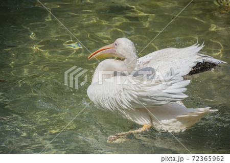 ペリカン　モモイロペリカン　水浴び　アップ 72365962