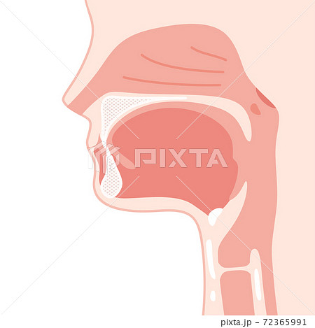 頭部 矢状断 口腔のイラストのイラスト素材