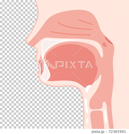 頭部_矢状断_口腔のイラスト 72365991