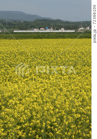 菜の花畑を駆ける特急カムイ　特急カムイ　函館本線 72366100