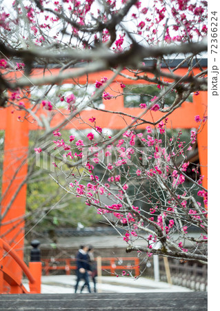 下鴨神社、朱の鳥居と輪橋を背景に眺める満開の「光琳の梅」 72366224