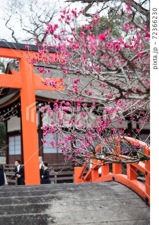 下鴨神社、朱の鳥居と輪橋と橋殿を背景に眺める満開の「光琳の梅」 下鴨神社、朱の鳥居と輪橋と橋殿を背景に眺める満開の「光琳の梅」 72366230
