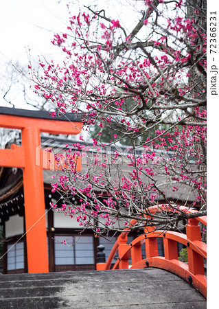 下鴨神社 朱の鳥居と輪橋と橋殿を背景に眺める満開の 光琳の梅 の写真素材