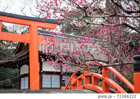 下鴨神社 朱の鳥居と輪橋と橋殿を背景に眺める満開の 光琳の梅 の写真素材
