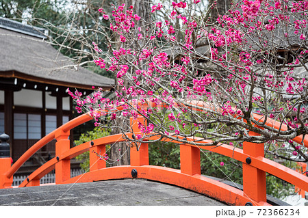 下鴨神社、輪橋と橋殿を背景に眺める満開の「光琳の梅」 下鴨神社、輪橋と橋殿を背景に眺める満開の「光琳の梅」 72366234