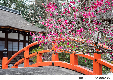 下鴨神社、輪橋と橋殿を背景に眺める満開の「光琳の梅」 下鴨神社、輪橋と橋殿を背景に眺める満開の「光琳の梅」 72366235
