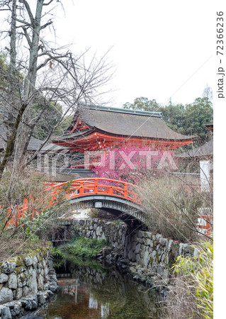 下鴨神社、満開の「光琳の梅」が咲く御手洗川に朱塗りの楼門と輪橋 下鴨神社、満開の「光琳の梅」が咲く御手洗川に朱塗りの楼門と輪橋 72366236