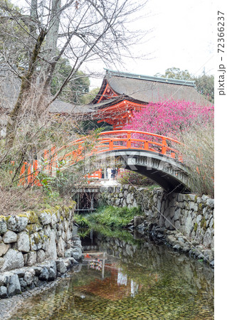 下鴨神社、満開の「光琳の梅」が咲く御手洗川に朱塗りの楼門と輪橋 下鴨神社、満開の「光琳の梅」が咲く御手洗川に朱塗りの楼門と輪橋 72366237