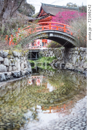 下鴨神社、満開の「光琳の梅」が咲く御手洗川に朱塗りの楼門と輪橋 72366242