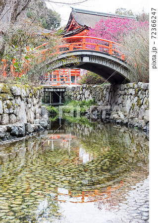 下鴨神社、満開の「光琳の梅」が咲く御手洗川に朱塗りの楼門と輪橋 72366247