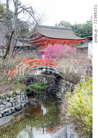 下鴨神社、満開の「光琳の梅」が咲く御手洗川に朱塗りの楼門と輪橋 72366251