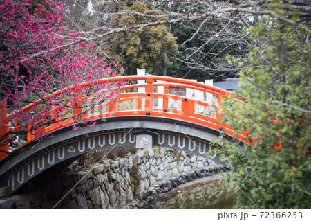 下鴨神社、満開の「光琳の梅」が咲く御手洗川に朱塗りの輪橋 72366253
