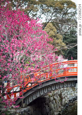 下鴨神社、満開の「光琳の梅」が咲く御手洗川に朱塗りの輪橋 下鴨神社、満開の「光琳の梅」が咲く御手洗川に朱塗りの輪橋 72366254
