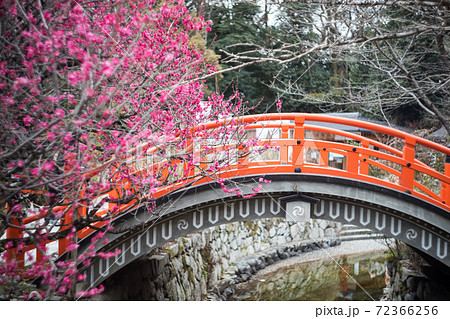 下鴨神社、満開の「光琳の梅」が咲く御手洗川に朱塗りの輪橋 72366256