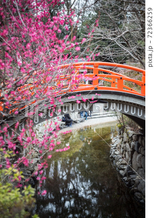 下鴨神社、満開の「光琳の梅」が咲く御手洗川に朱塗りの輪橋 72366259