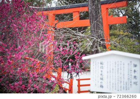 下鴨神社、満開の「光琳の梅」が咲く御手洗川に朱塗りの輪橋 72366260