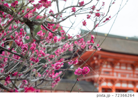 下鴨神社、満開の「光琳の梅」と朱塗りの楼門 下鴨神社、満開の「光琳の梅」と朱塗りの楼門 72366264
