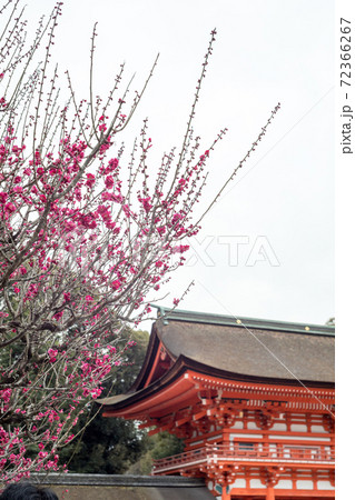 下鴨神社 満開の 光琳の梅 と朱塗りの楼門の写真素材