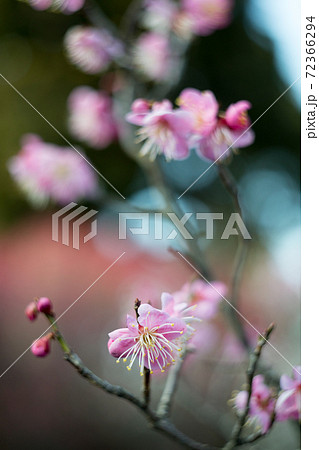 梅宮大社、満開の梅の花 72366294