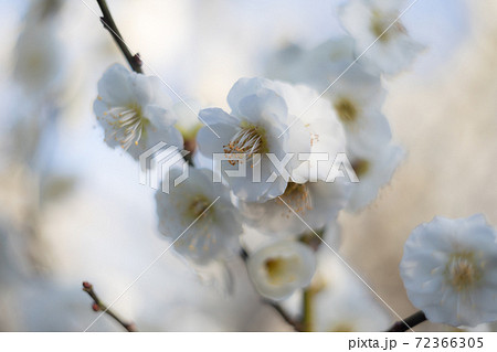 梅宮大社、満開の梅の花 梅宮大社、満開の梅の花 72366305