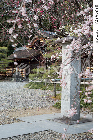 梅宮大社、本殿と紅白梅 72366338