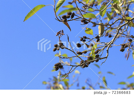 ハンノキの実と花序 72366683