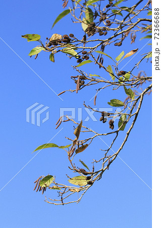 ハンノキの実と花序 ハンノキの実と花序 72366688