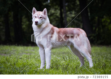 Beautiful red-haired husky dog in the park 72369155