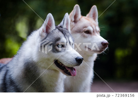Red and gray husky dogs, portrait 72369156