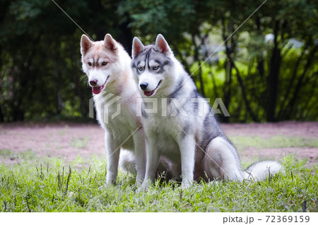 Red and gray husky dogs sit on the grass Red and gray husky dogs sit on the grass 72369159